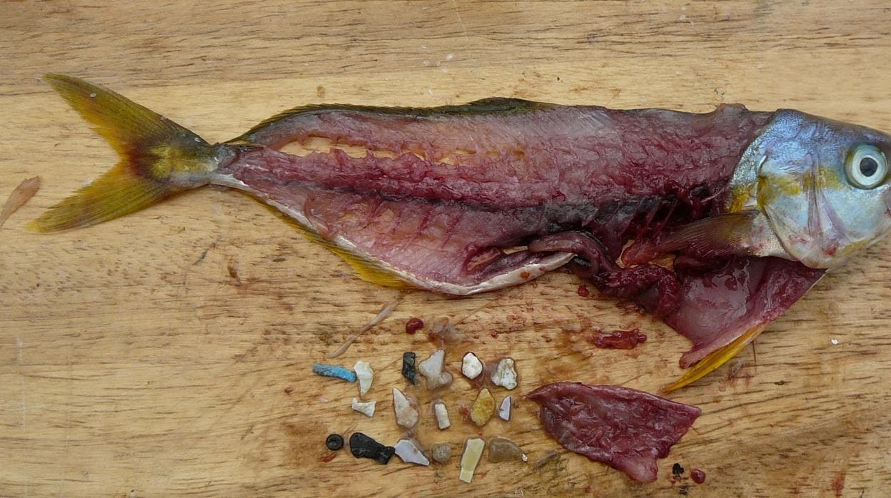 Microplástico encontrado en las entrañas de un pez.