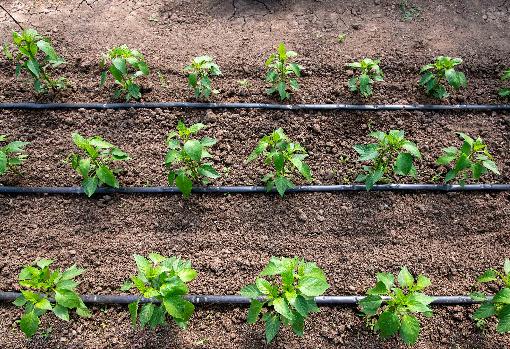 Plantas en invernadero.