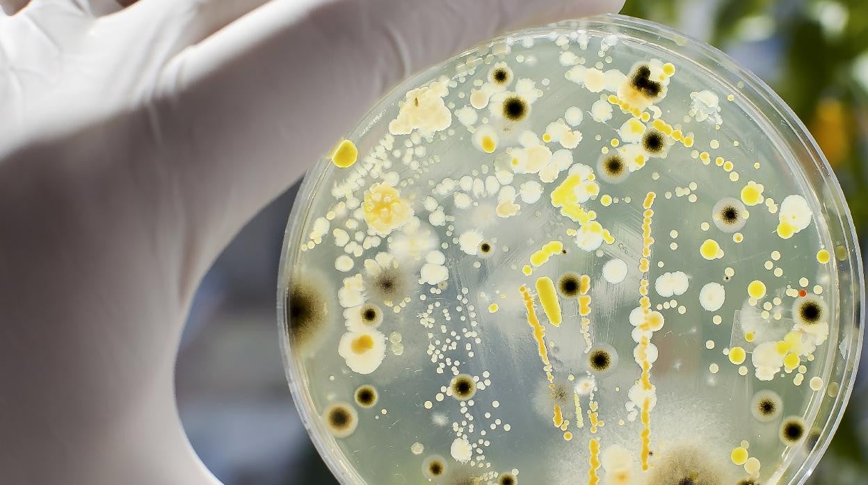 Bacterias en una placa petri.