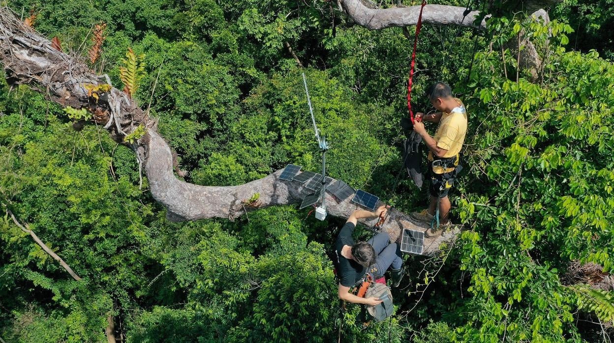 Instalación de los micrófonos en los árboles.