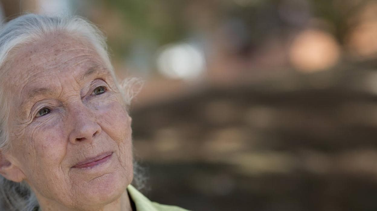 Jane Goodall, durante una entrevista.