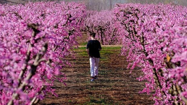 La falta de lluvias adelanta cada vez más la eclosión de la primavera