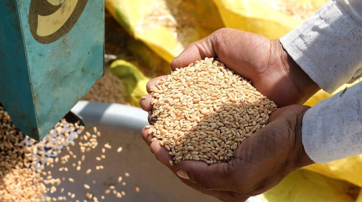 ¿Cuánto resistirá el mundo sin el trigo de Rusia y Ucrania?