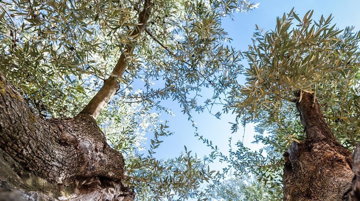 Olivos García de la Cruz.