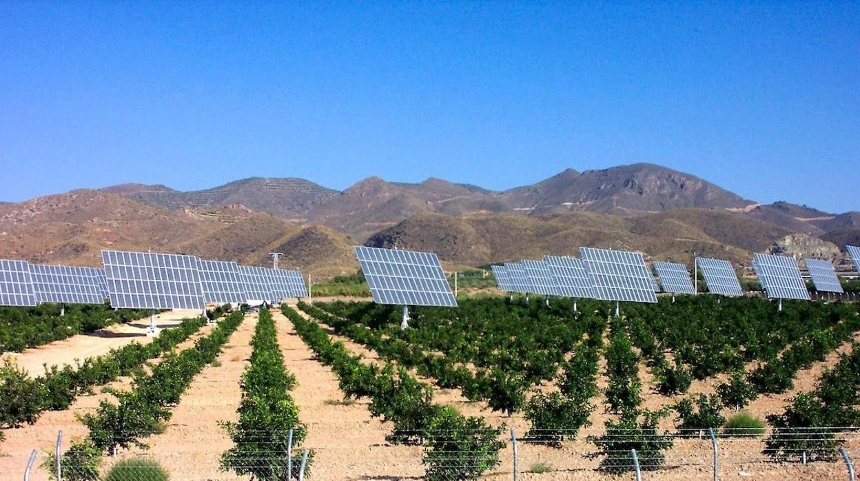 Las placas solares conviven con los cultivos de vid.