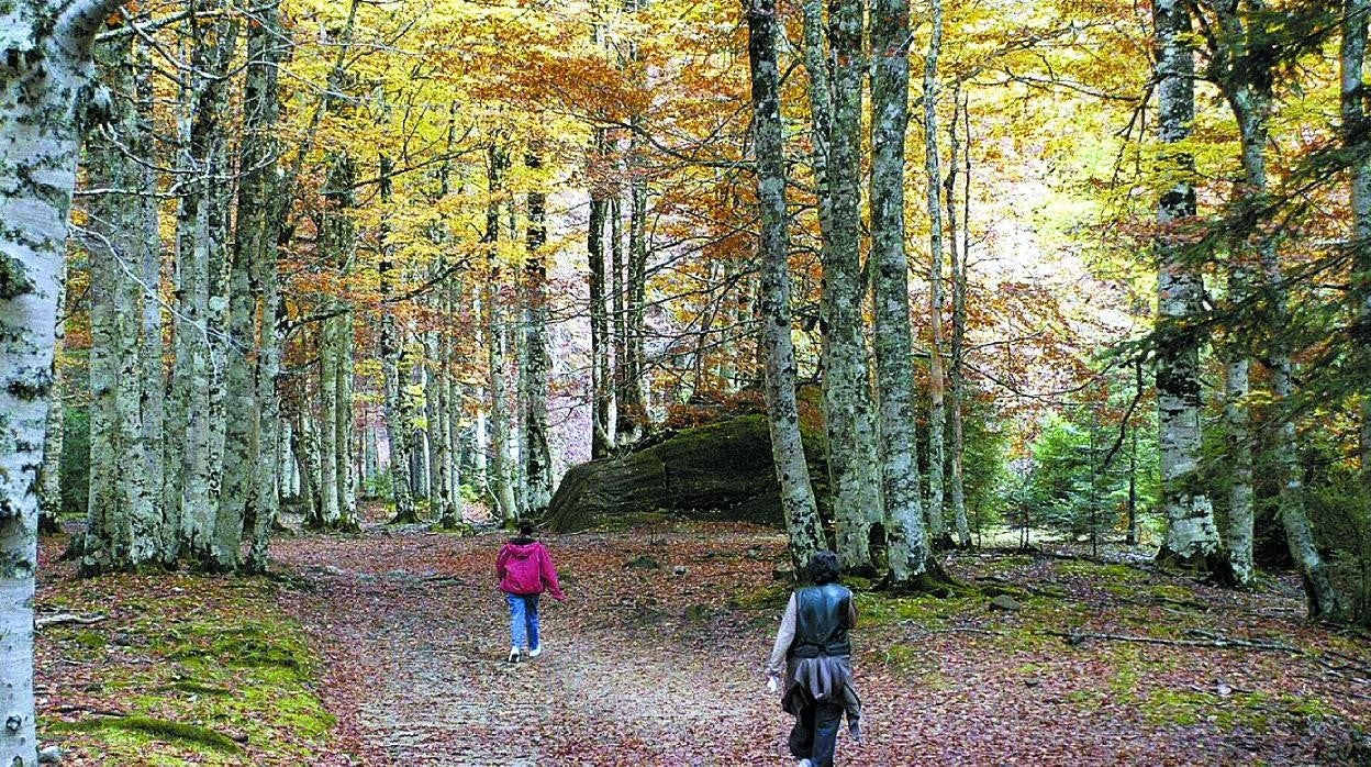 Senderistas en un hayedo de Huesca.