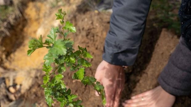 Alsa siembra 11.250 árboles para compensar su huella de CO2