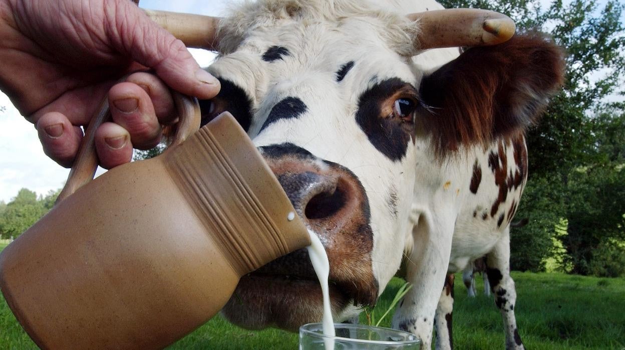 Vaca oliendo un vaso de leche.