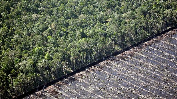 ¿Qué es la COP15? La cumbre para frenar la pérdida masiva de especies