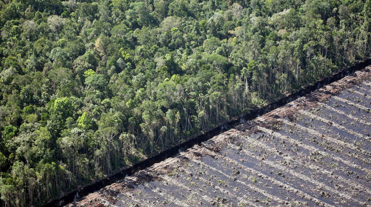 Bosque natural de «peatland» (depósitos donde yace la turba), en Pekanbaru (Indonesia).