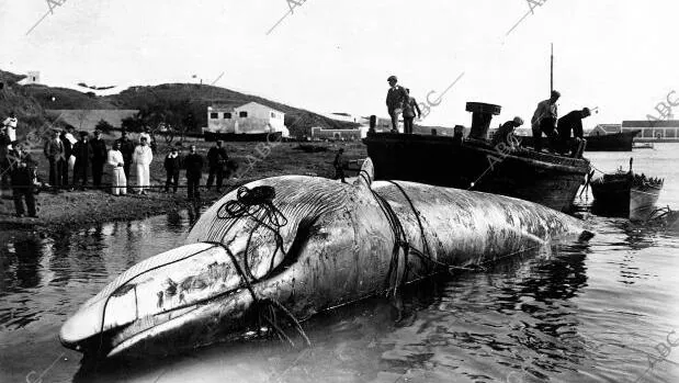El «monstruo marino» que se pescó en Menorca con dinamita