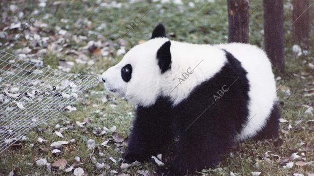 El oso panda Chu Lin en el Zoo de Madrid