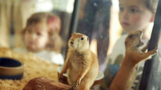 Las autoridades federales siguieron la pista a los doscientos animales implicados en el contagio de la viruela del mono en humanos