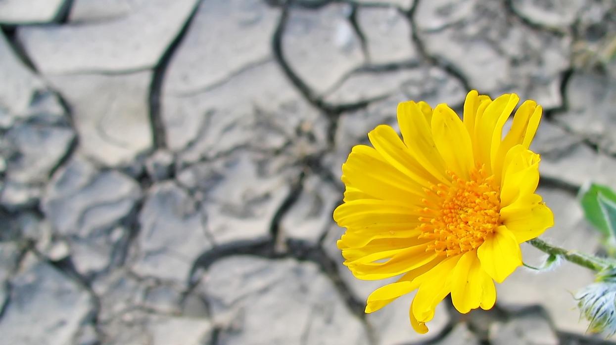 La resiliencia implica crecerse ante la adversidad