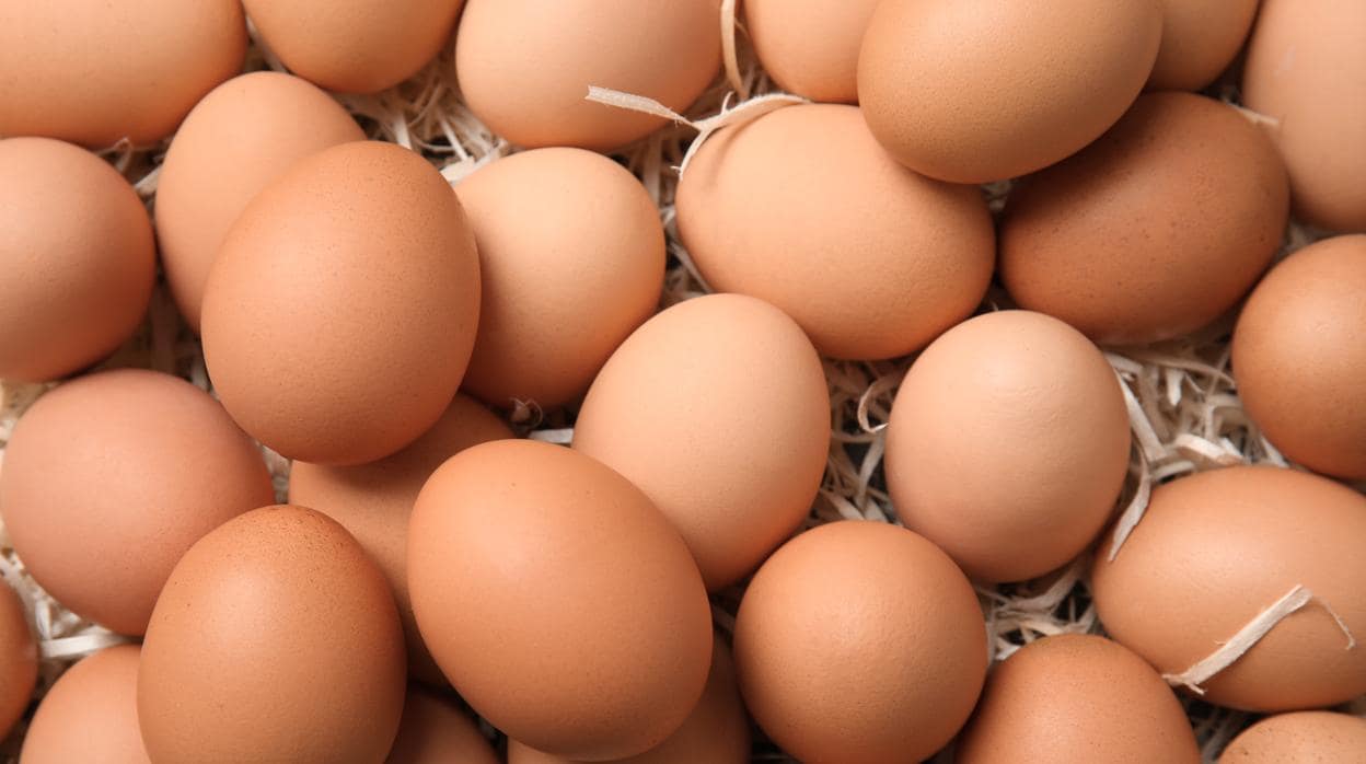 Los huevos pueden conservarse tanto en cámaras frigoríficas como a temperatura ambiente