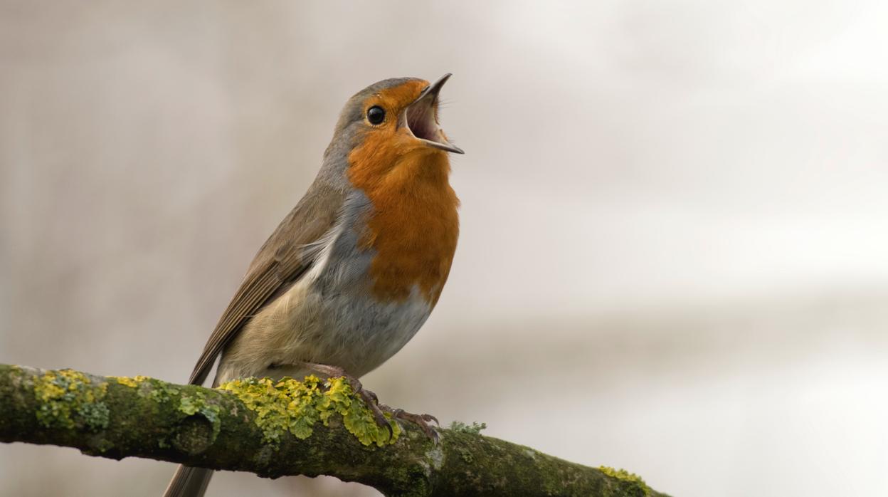 «Aprende de las aves. Ellas no dejan de cantar porque se sientan inseguras con su canto»