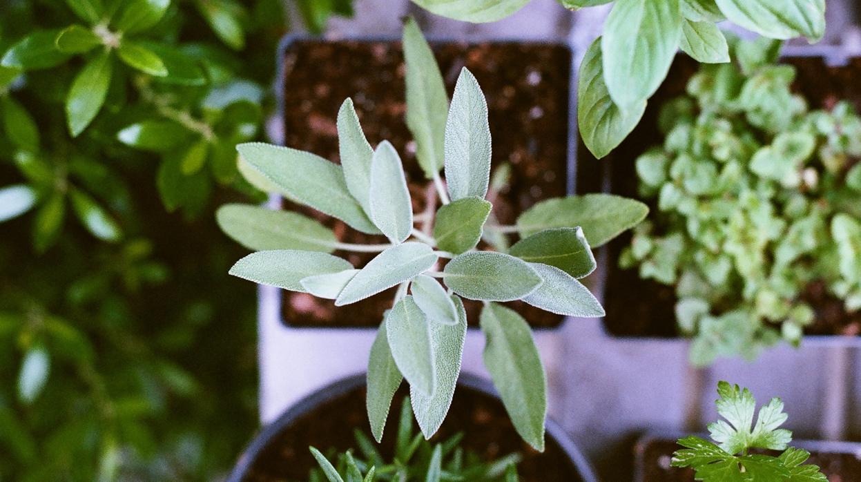 Los beneficios de tener un huerto vertical en tu cocina