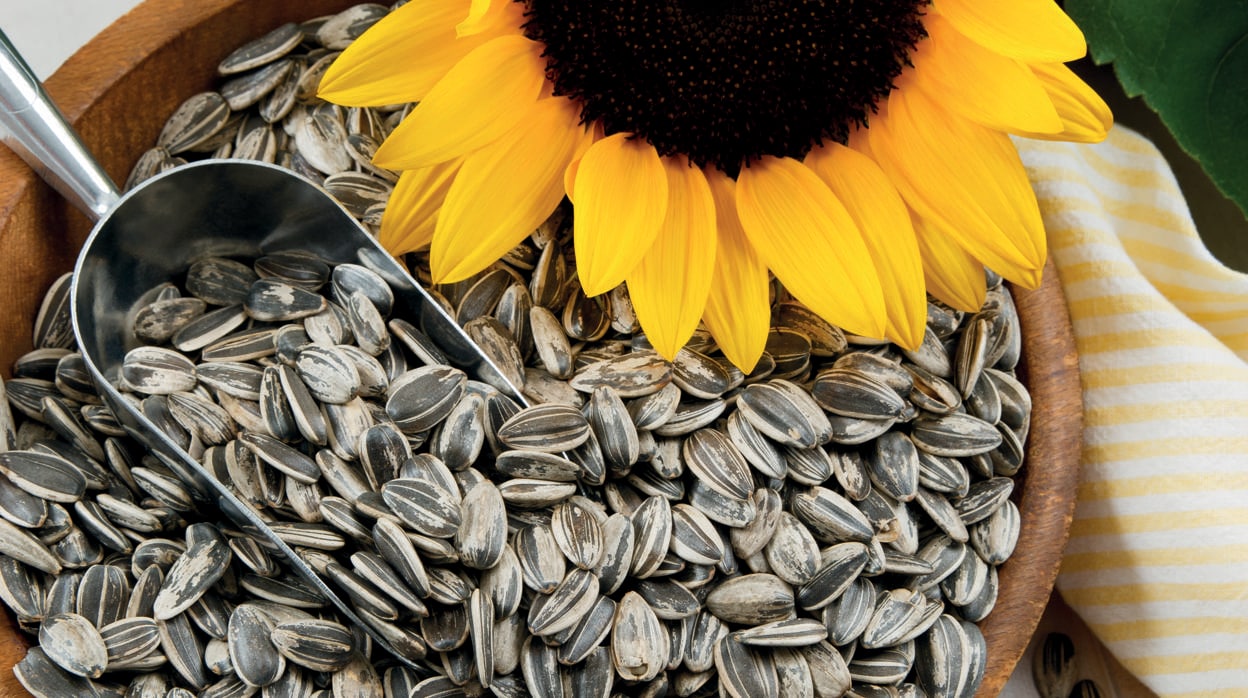 Cómo convertir las pipas de girasol en tu mejor aliado en la vuelta al  trabajo