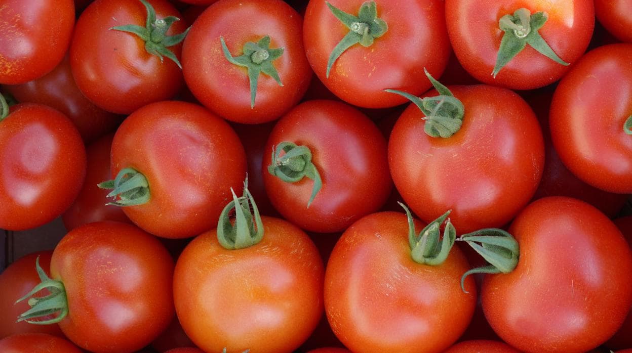 ¿Qué factores influyen en si un tomate sabe más o menos?