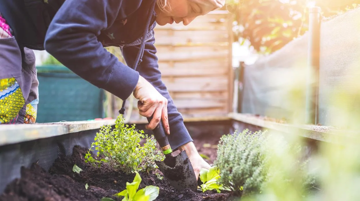 Cómo cultivar un huerto urbano en tu terraza y que sea un éxito