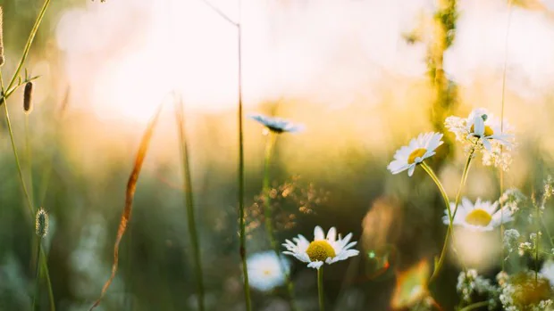 Por qué se dice que la primavera la sangre altera y cómo aprovecharlo