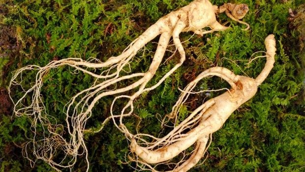 Ginseng