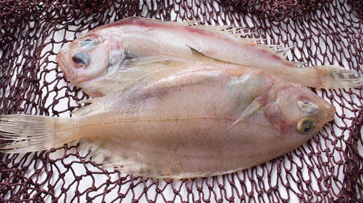 Gallo: el pescado blanco con bajo contenido en grasa y muchas proteínas