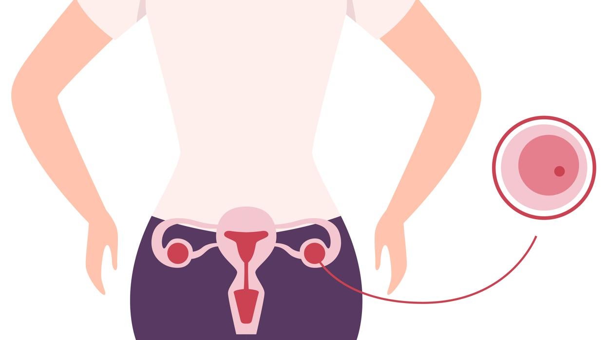 Si estás pensando en donar óvulos, antes tienes que saber esto