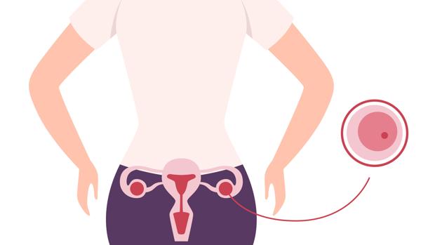Si estás pensando en donar óvulos, antes tienes que saber esto
