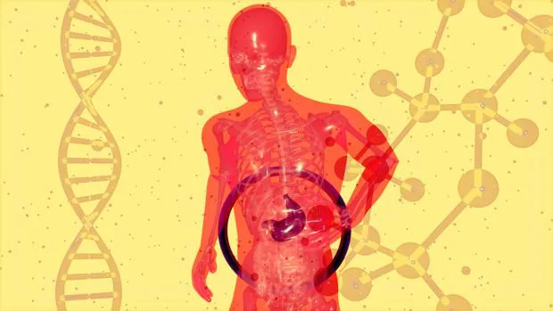 Qué es el hígado graso y cómo combatirlo