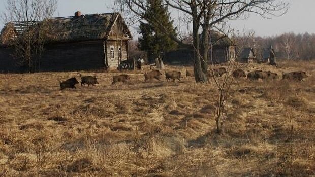 Jabalíes en la zona de exclusión humana de Chernóbil