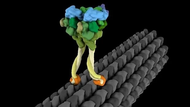 En el interior de las células hay grandes moléculas capaces de caminar. En la imagen, la dineína, una de ellas