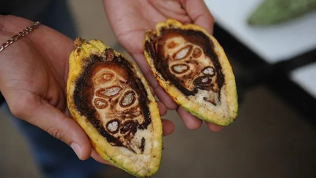 La planta del Cacao tendría una mayor variedad genética de la que se pensaba (en la imagen una de las semillas por dentro)