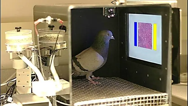 Las palomas fueron entrenadas para distinguir fotografías de tejidos enfermos y sanos en cáncer de mama