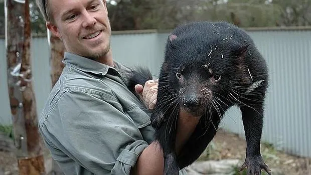 El trabajador de un zoo sostiene a un demonio de Tasmania