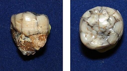 Un diente de Gigantopithecus hallado en Tailandia