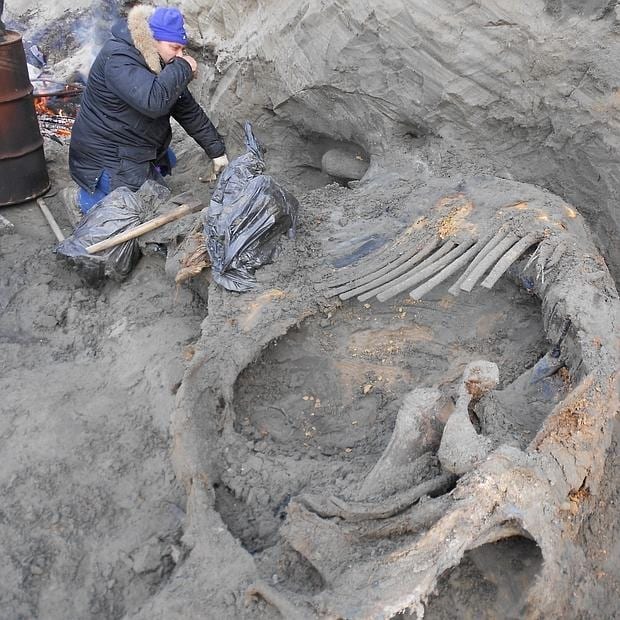 Investigadores excavan el cadáver congelado del mamut