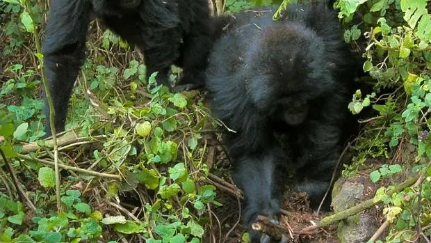 Dos jóvenes gorilas trabajan juntos para desmantelar una trampa