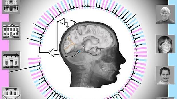 Los rostros humanos y las imágenes de las casas generan distinta actividad cerebral