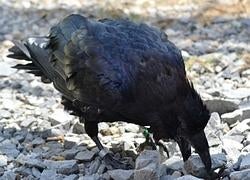 Un cuervo esconde su comida
