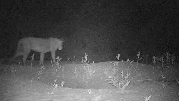 Uno de los leones descubiertos en un parque de Etiopía