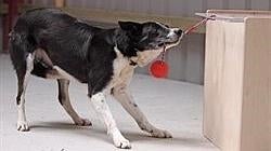 Un Border collie, en una prueba