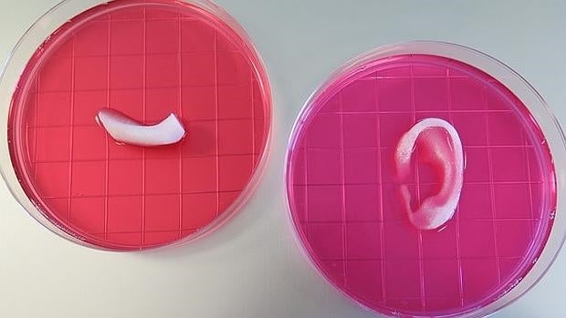 Desarrollan una impresora 3D capaz de fabricar una oreja que funciona