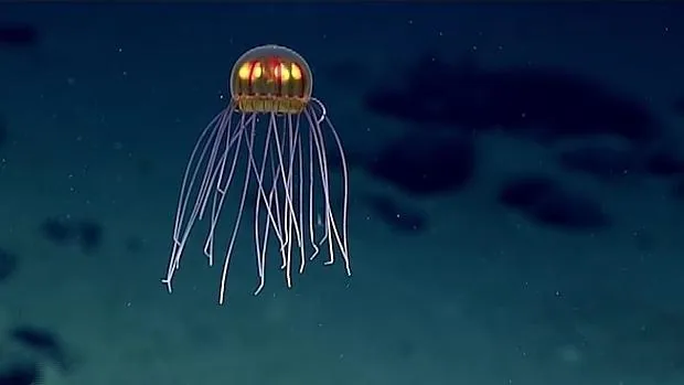 La extraña medusa, fotografiada por el robot explorador de la NOAA