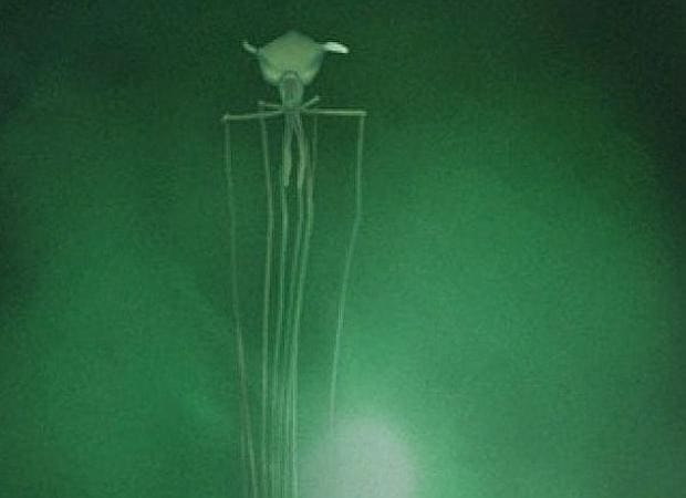 Un calamar del género «Magnapina», filmado en 2007