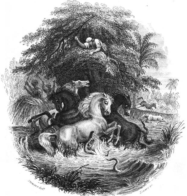 Ilustración de la batalla entre los caballos y las anguilas eléctricas de Alexander Von Humboldt