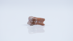 Fueron hallados seis pequeños dientes