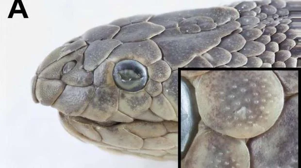 Las serpientes marinas tienen unas escamas en forma de cúpula que podrían servir para captar vibraciones en el agua