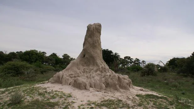 Las termitas son grandes arquitectas. A pesar de su pequeño tamaño, pueden construir termiteros de varios metros de altura