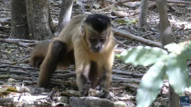 Un mono utiliza una piedra para partir una nuez de anacardo